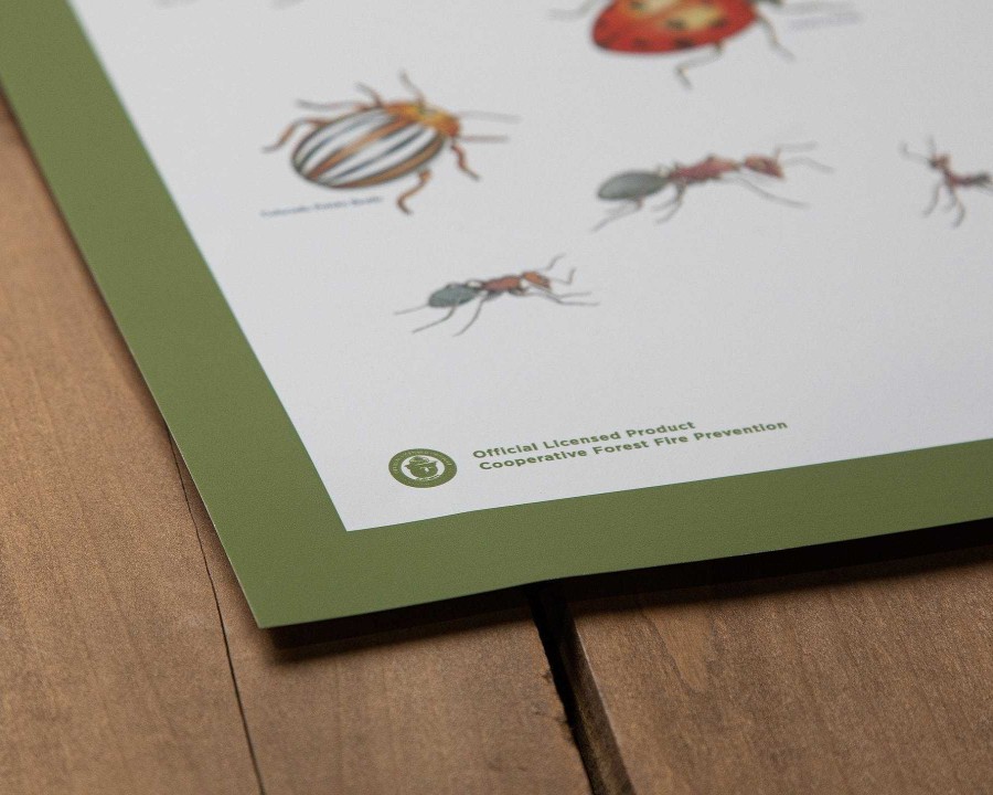 Gang Landmark Project | Lehrplakat „Insekten Des Waldes". Eine Farbe